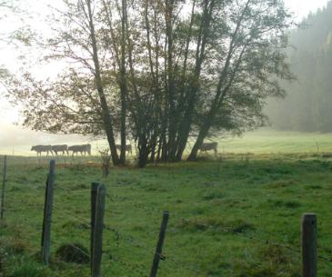 Kühe im Nebel