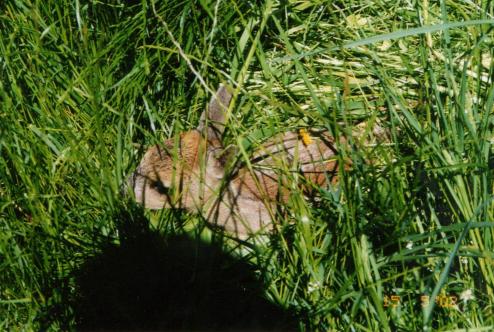 Ein Kitz bei uns im Gras.