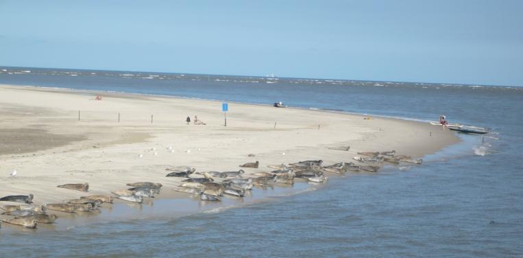 Seehunde auf einer Sandbank