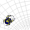 Spinne